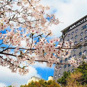 不忍池の桜とホテル外観