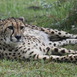 Jaguar - Jukani Wildlife Sanctuary, Plettenberg Bay, South Africa