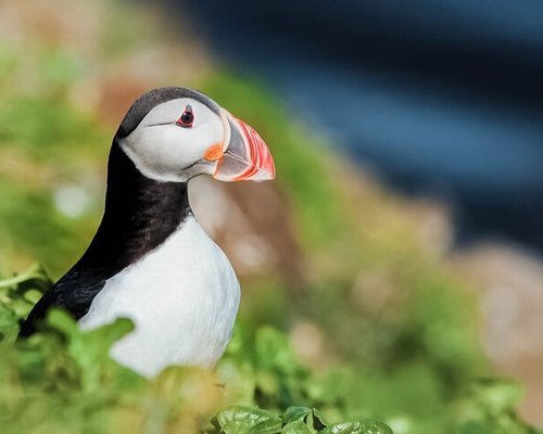 Puffin Facts & Information Guide - Aurora Expeditions™