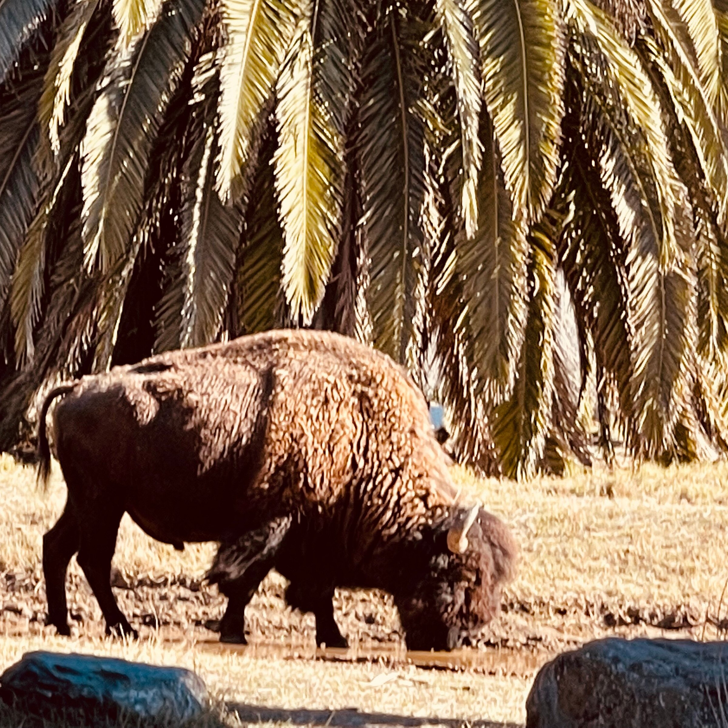 catalina island conservancy eco tour