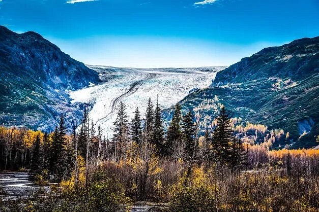 Trees in front of glacier