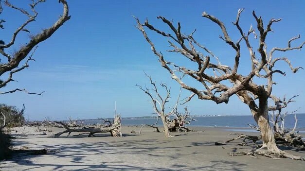 Bare trees at Driftwood Beach