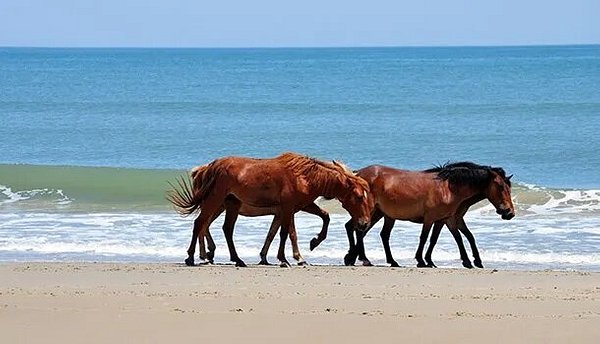 Two brown horses walking along beach