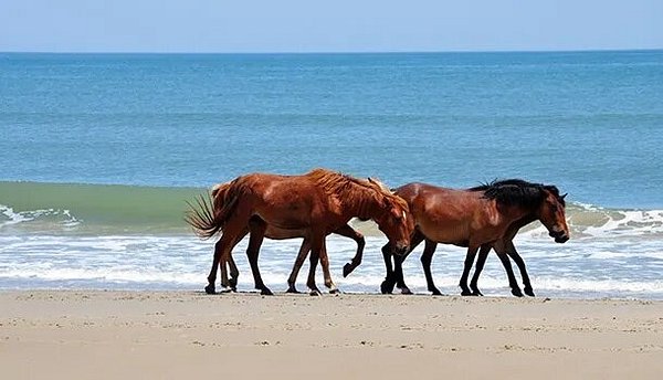 Two brown horses walking along beach