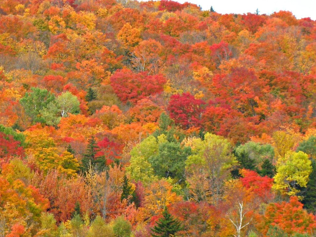 Top 10 New England fall foliage destinations - Tripadvisor