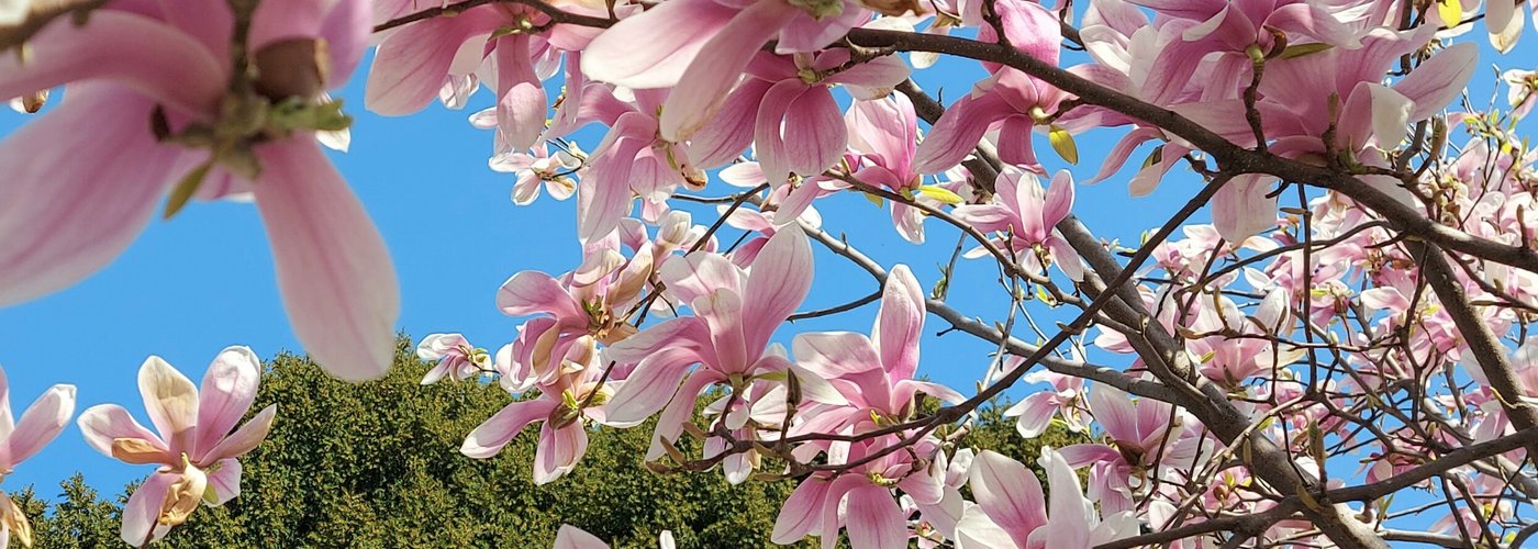 Una magnolia 🌸🌸🌸 al parco Scalabrini