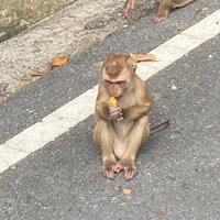 Monkey Hill (Phuket Town) - All You Need to Know BEFORE You Go