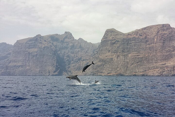 Si quieres avistar ballenas y delfines, este lugar es uno de los mejores del mundo y se encuentra en España 10 Merca2.es Sólo tienes que planificar tu visita