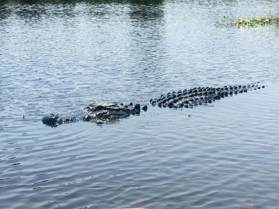 Gatorhunt Airboat Rides - All You Need to Know BEFORE You Go (2024)