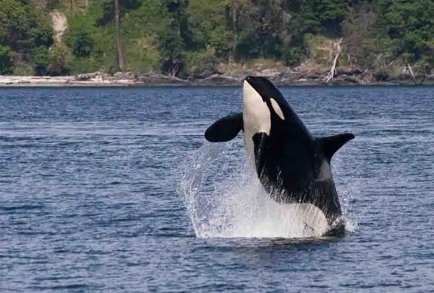Orca whale jumping in water