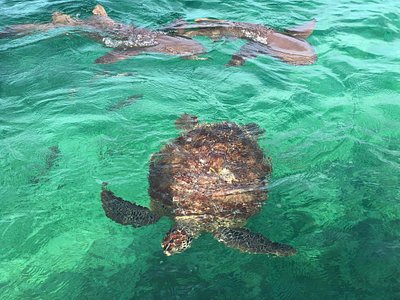 Nippers Beach - Picture of Cruise Abaco, Great Abaco Island - Tripadvisor