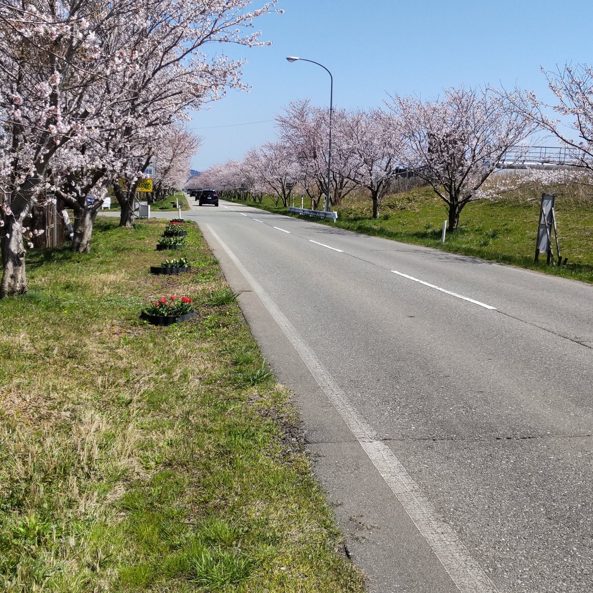 Sakura Kaido (Tsubata-machi) - All You Need to Know BEFORE You Go