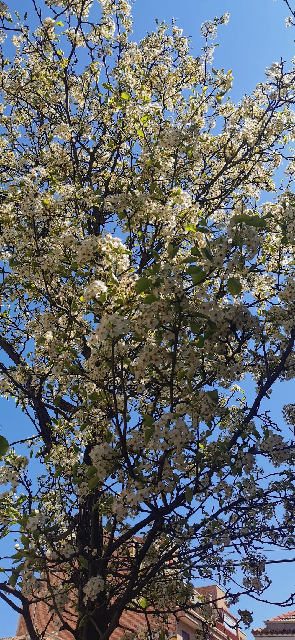 La primavera en la Calle Bravo Murillo.
