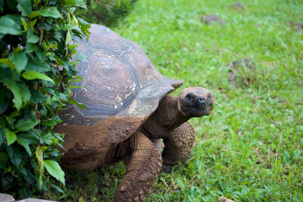 SEMILLA VERDE BOUTIQUE HOTEL - Updated 2024 Prices & Reviews (Galapagos ...