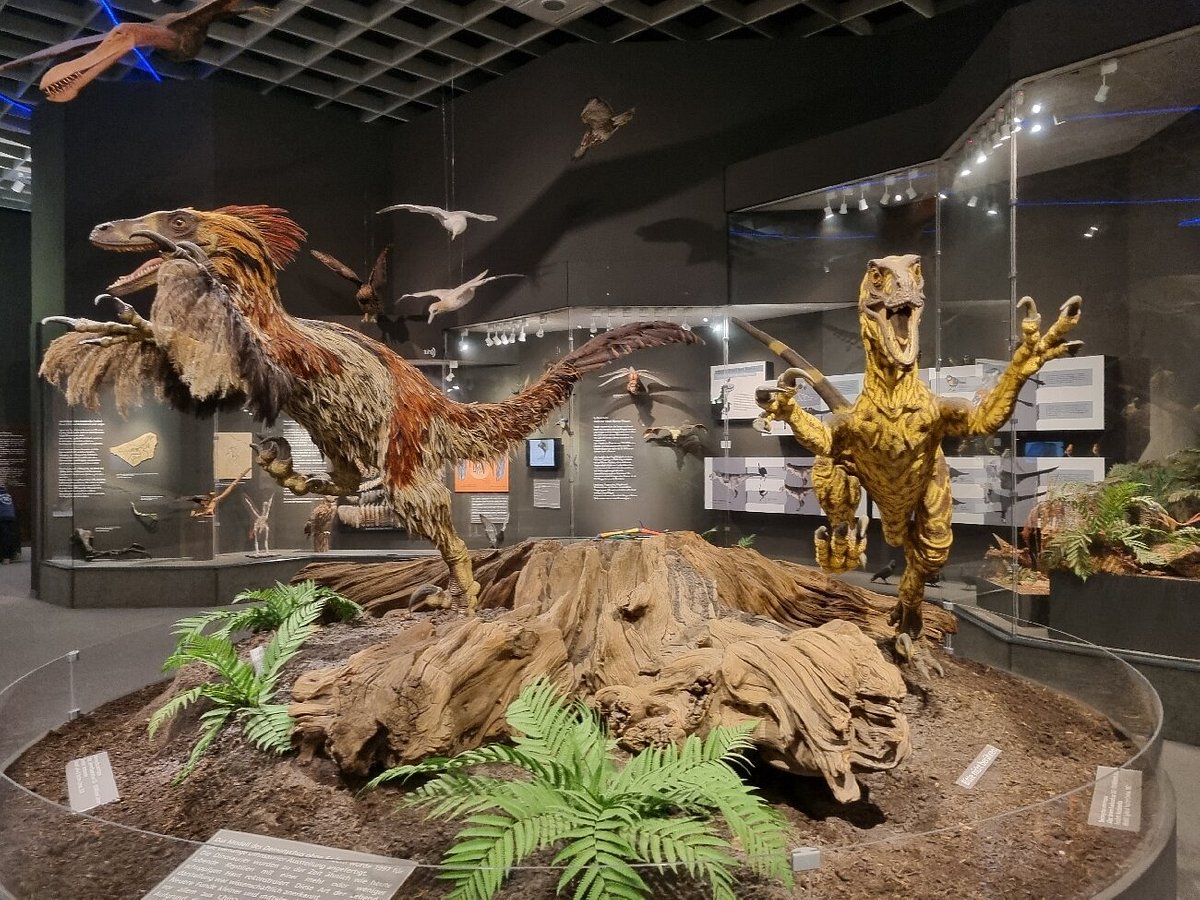 Lwl-museum Of Natural History, Мюнстер: лучшие советы перед посещением -  Tripadvisor