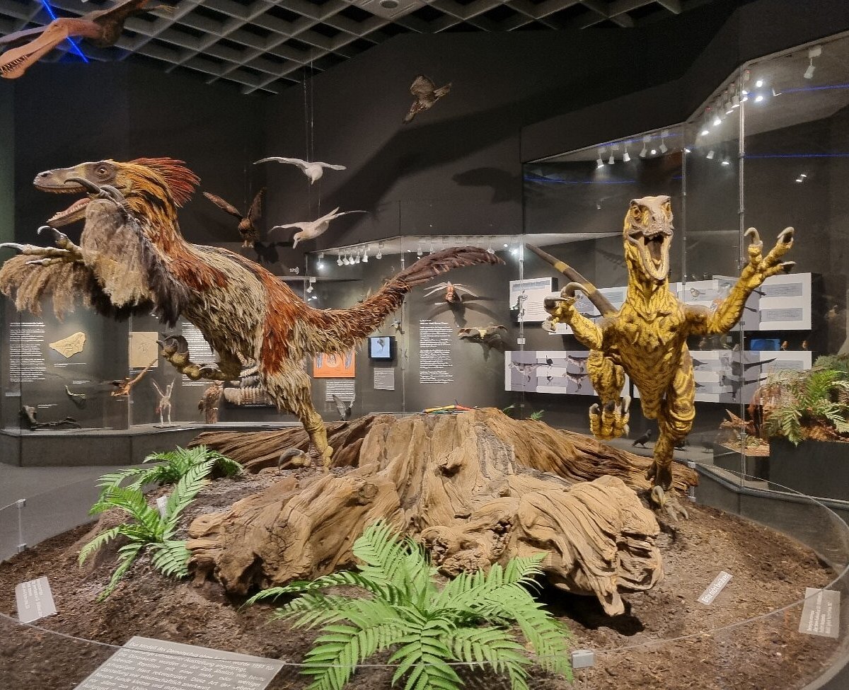 Lwl-museum Of Natural History, Мюнстер: лучшие советы перед посещением -  Tripadvisor