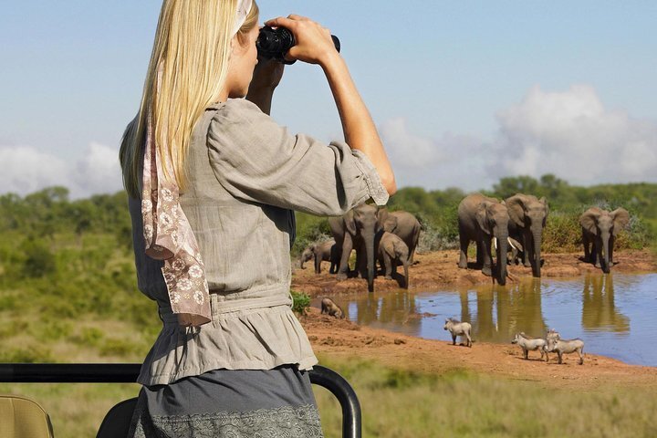 Tripadvisor 5 Tägige Private Garden Route Tour Tsitsikamma National Park Addo Elephant 1249