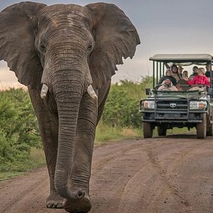 lion world travel botswana experience