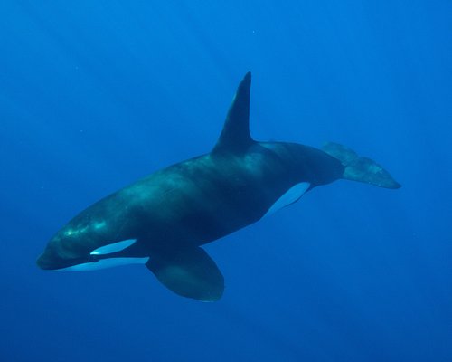 Swim With Dolphins - Visit Los Cabos - Excursions in Cabo San