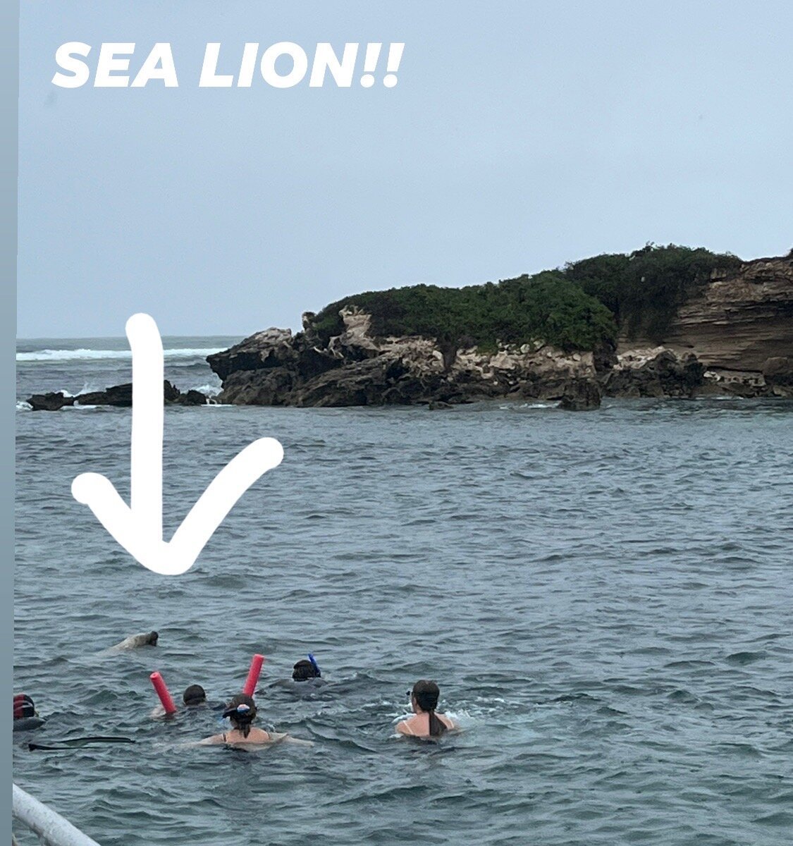 LOBSTER SHACK SEA LION TOUR (Cervantes) 2022 Qué saber antes de ir Lo más comentado por la