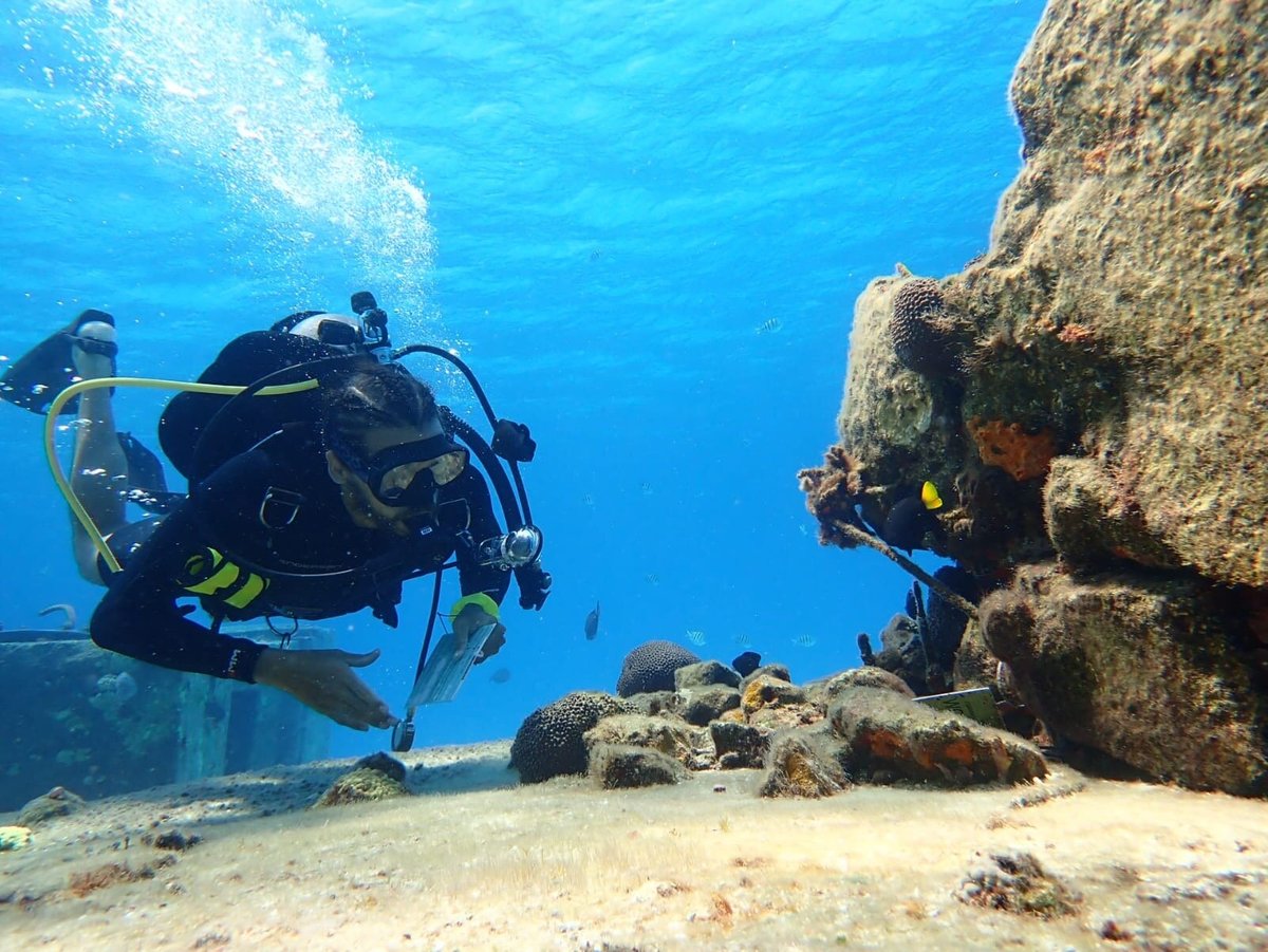 Scuba Hunt-Cozumel (Dive Challenge Game) - All You Need to Know BEFORE You  Go (2024)