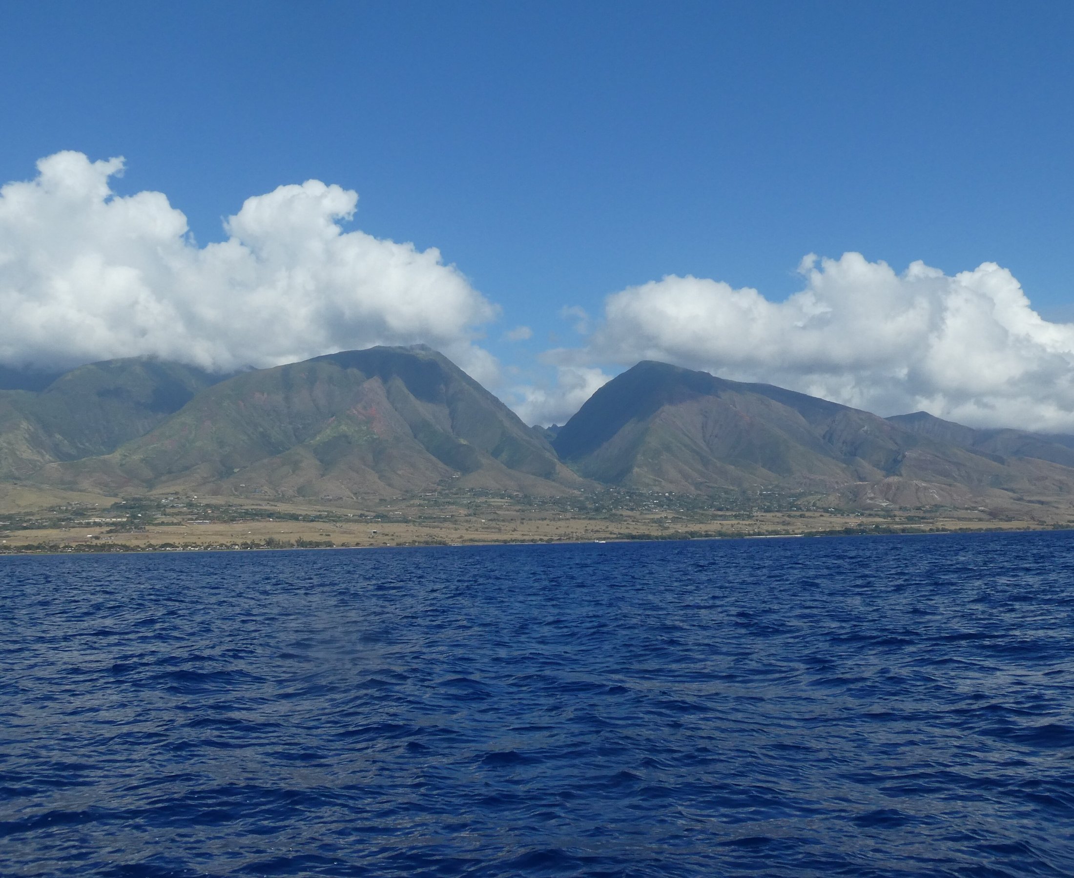 Boss Frogs Dive & Surf - Maalaea Harbor Shops (2025) - All You Need to Know BEFORE You Go (with Reviews)