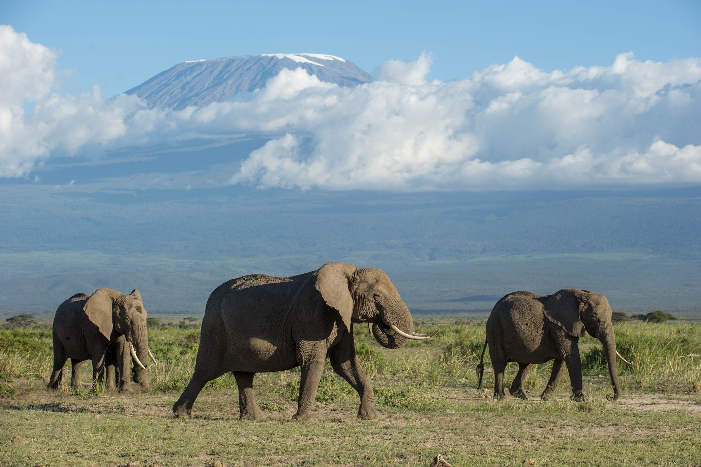 Arusha, Tanzania: All You Must Know Before You Go (2024) - Tripadvisor