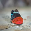 Butterfly and Birdwatching Tours
