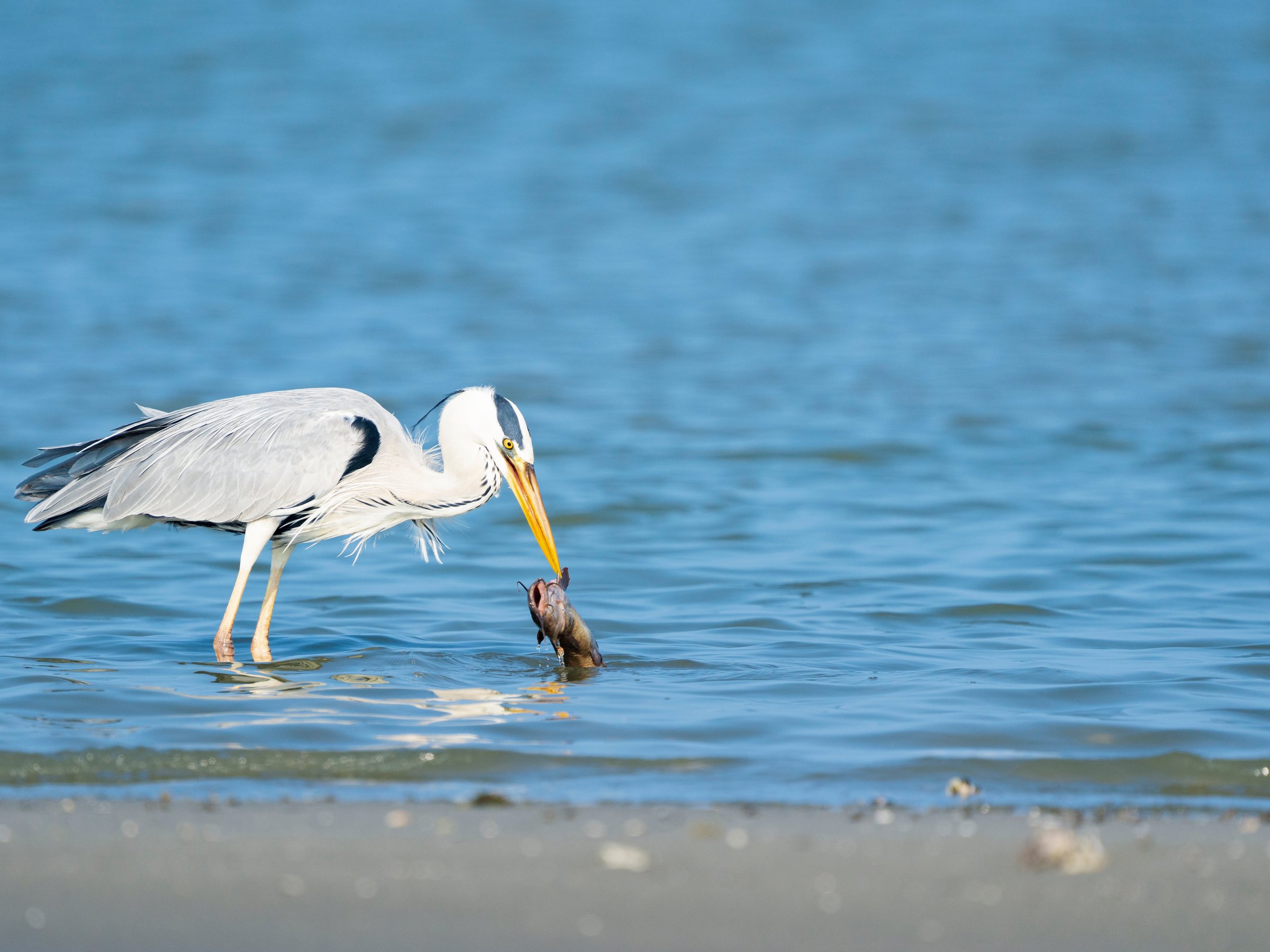 Pulicat Boating - Roy Pulicat Lake Boating - All You Need to Know ...