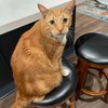 Cherylcat