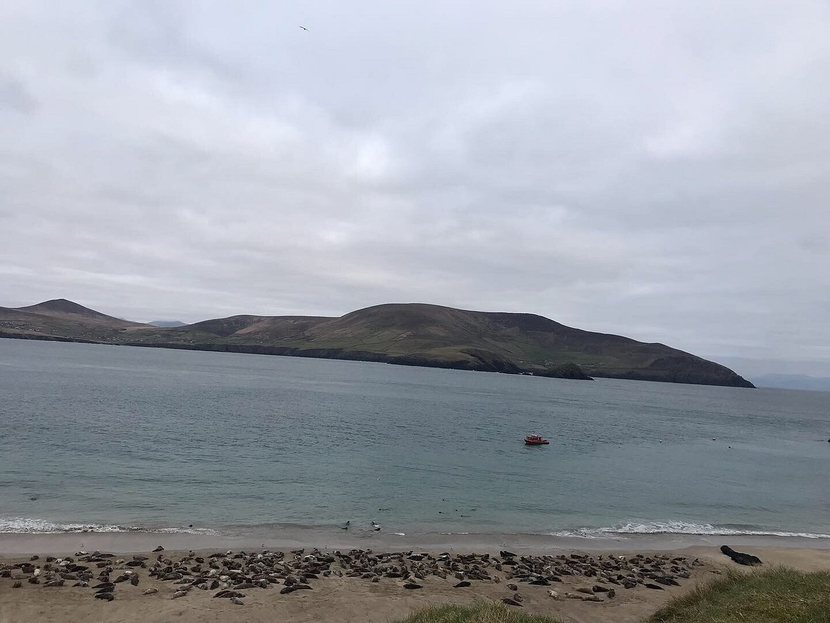 blasket island boat trip from dingle