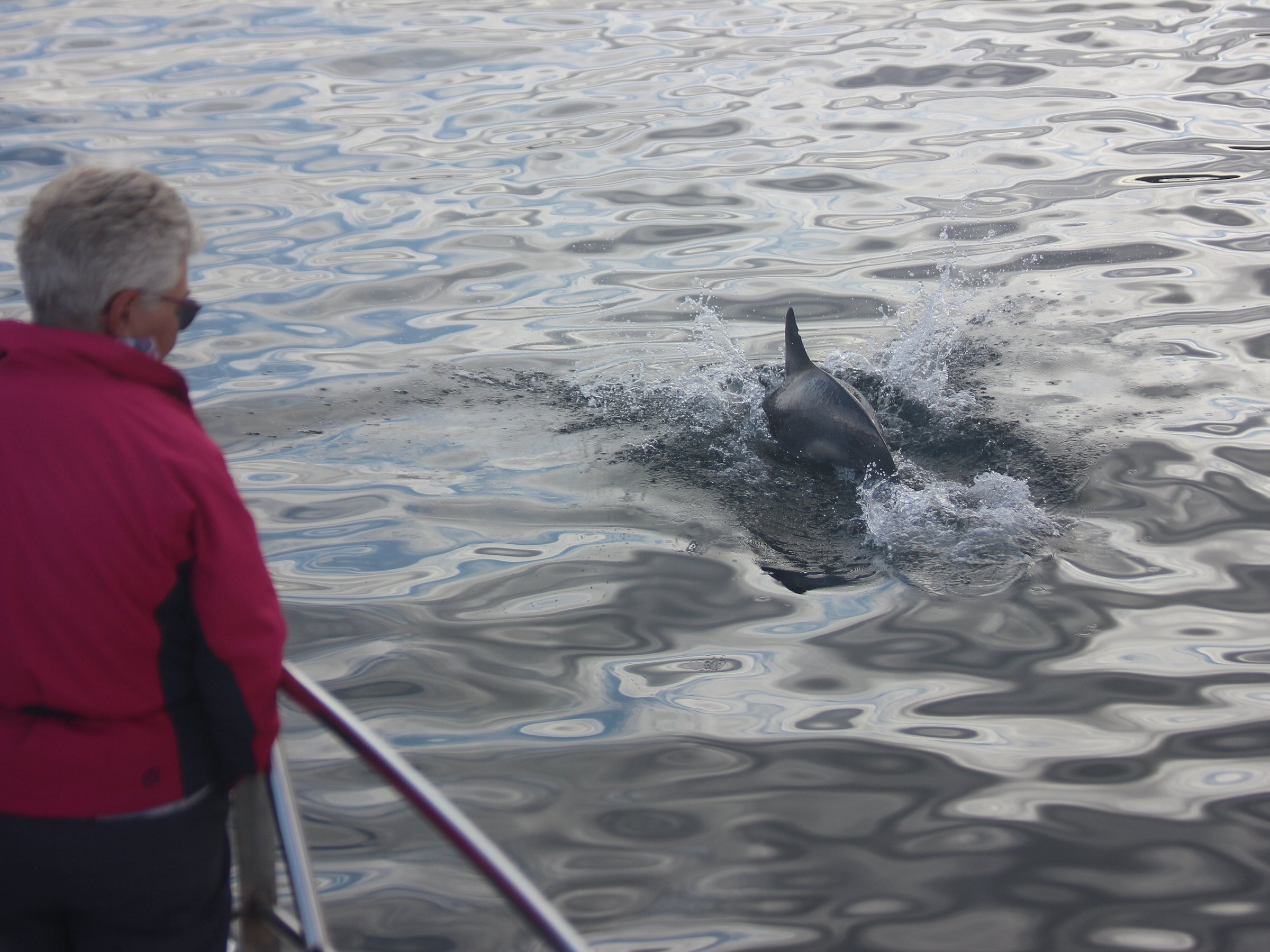 shearwater tours ullapool