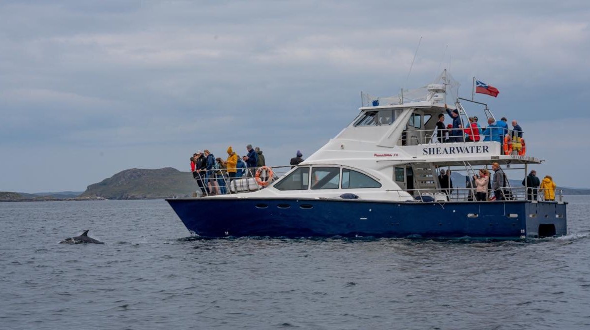 Shearwater Cruises - All You Need to Know BEFORE You Go (2024)