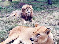 Lion And Cheetah Park (harare) - All You Need To Know Before You Go