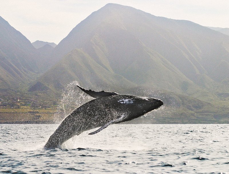 Whale at sea in Hawaii