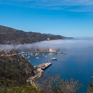 catalina buffalo tour