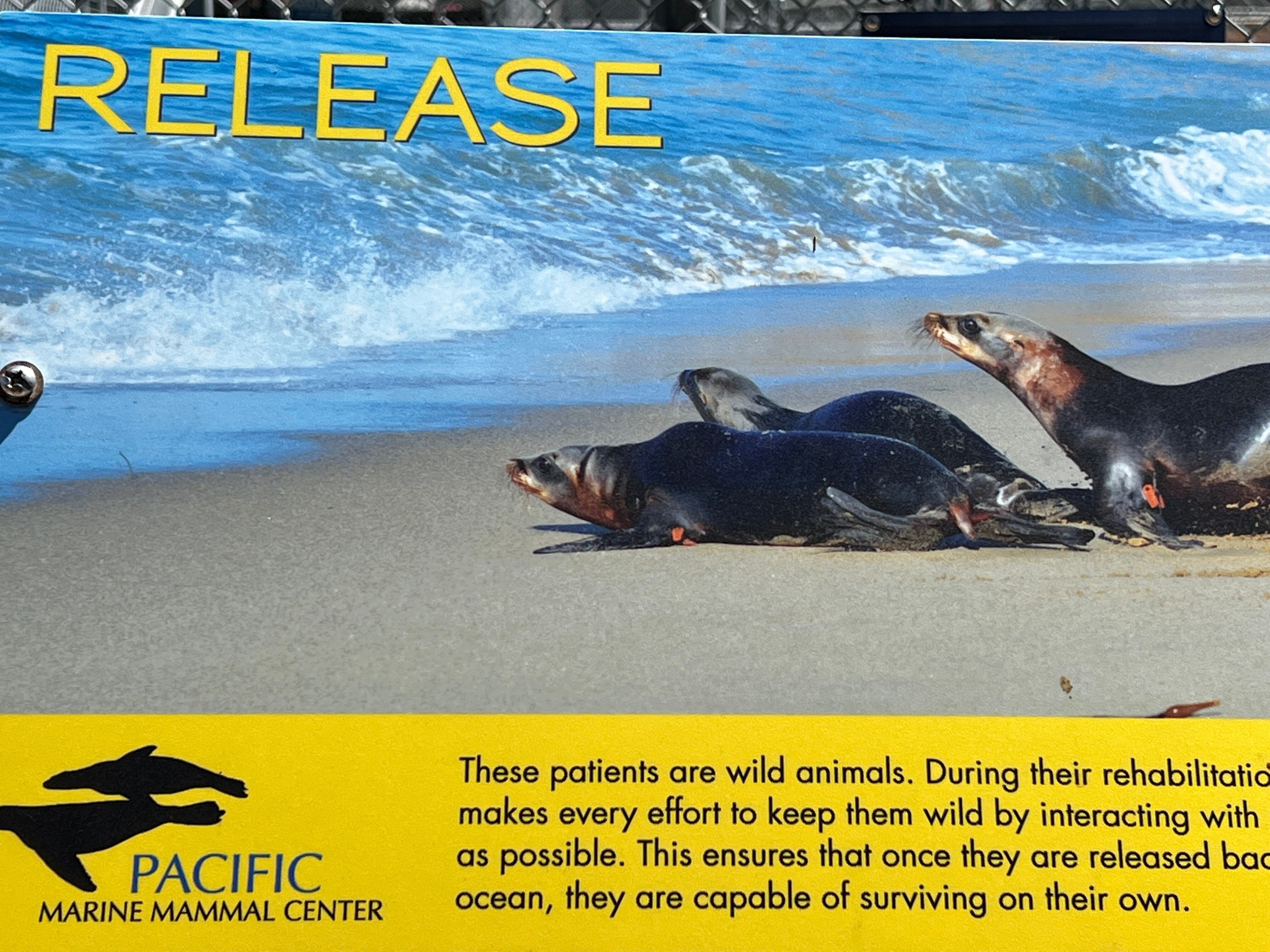 Pacific Marine Mammal Center (Laguna Beach) - All You Need To Know ...