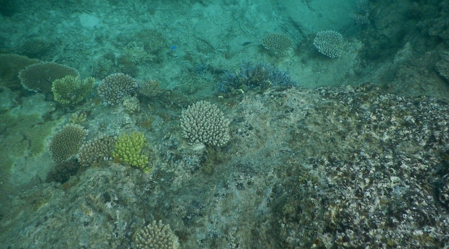 サンゴを発見した。