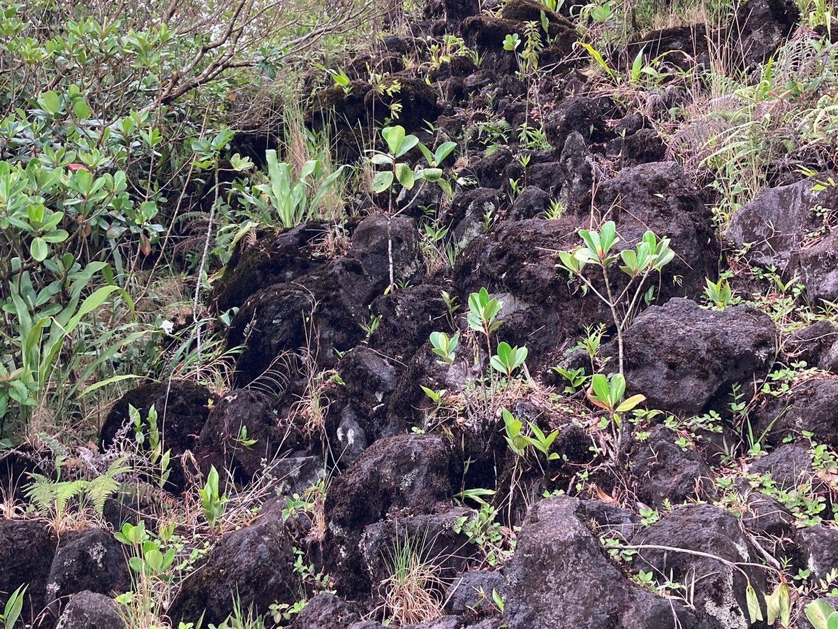 Arenal 1968 (La Fortuna) All You Need to Know BEFORE You Go