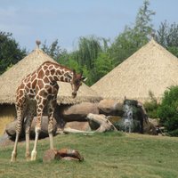 Fort Worth Zoo - All You Need to Know BEFORE You Go (with Photos)