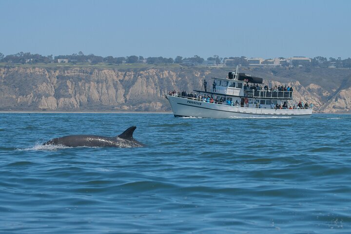 San Diego Whale Watching Cruise Provided By Next Level Sailing | CA