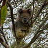 Jellytree