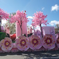 National Cherry Blossom Festival (Washington DC) - All You Need to Know ...