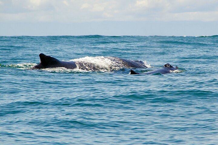 2023 Humpback Whale Watching in Bahia Málaga Colombia