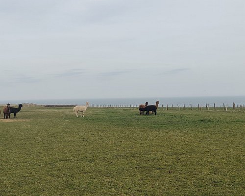 Iconic Cattle of Scotland - The Highland Cow — Darach Social Croft