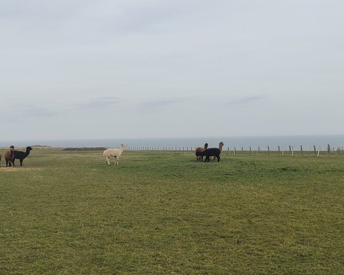 Iconic Cattle of Scotland - The Highland Cow — Darach Social Croft