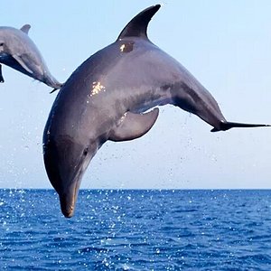 dolphin tours corpus