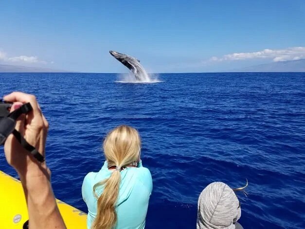 People watching humpback whale jumping with PacWhale Eco-Adventures