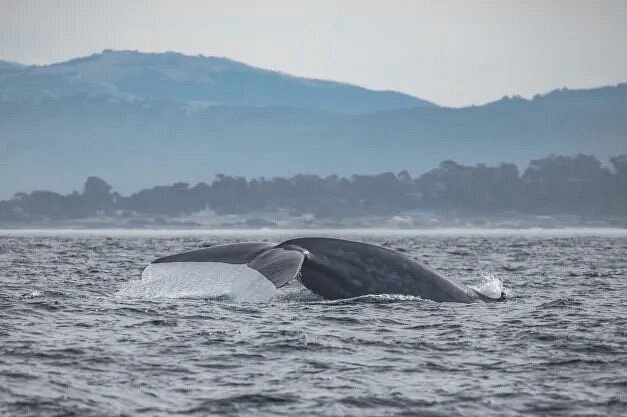 Whale's tail with hillsides in distance