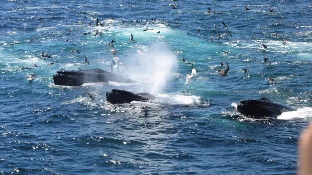 Whales in water with birds flying above 